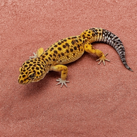Leopard Gecko Substrate - podłoże dla Eublefarów Lamparcich 3kg